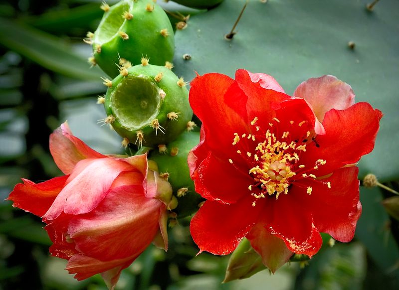Balcic Cactus Garden