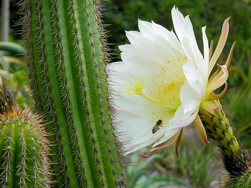 Cactus in flower