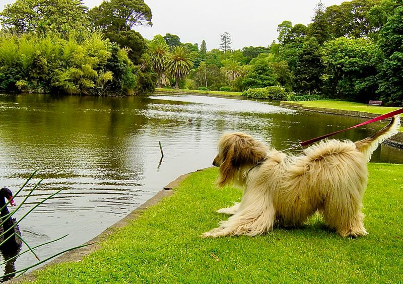 but used with birds from puppyhood is only an invitation to play!