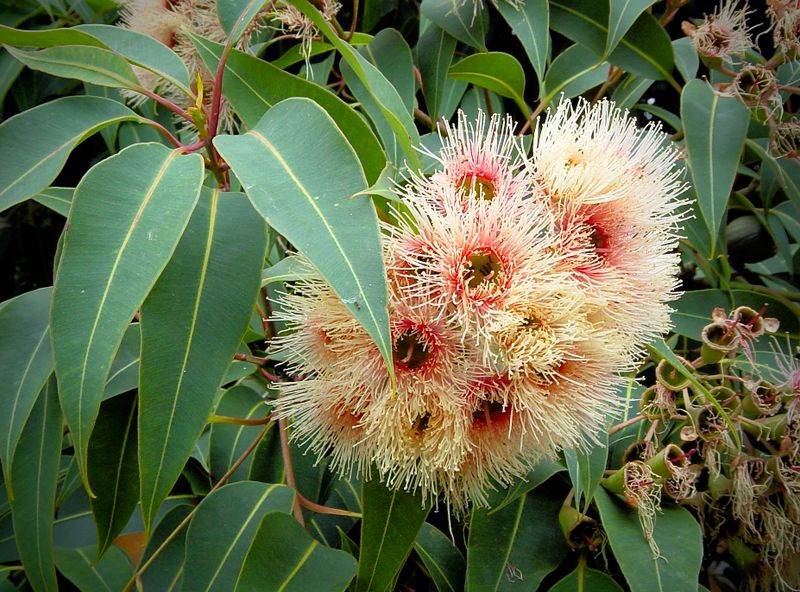 The Eucalypt Flower 