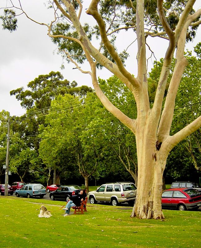 the incredible colour of the barkless tree