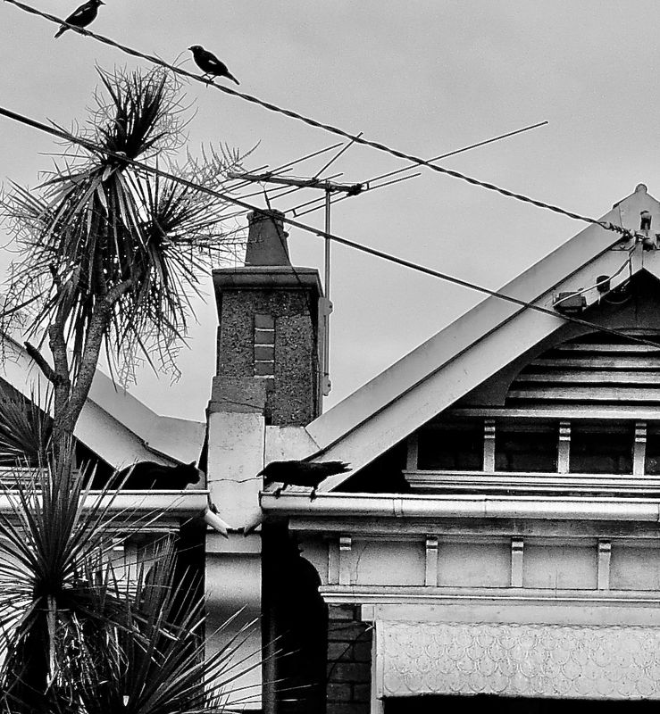 a courageous, smart crow - airborne a big advantage