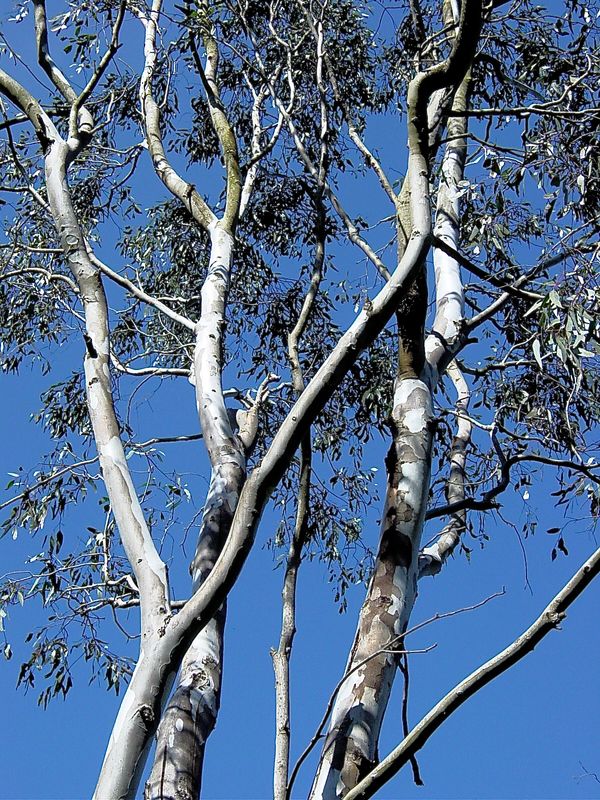 the flowering Eucalypt the iconic tree of Australia