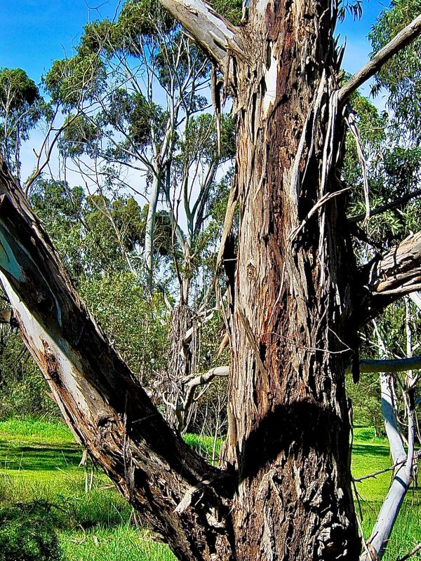 Eucalyptus Bark - the iconic tree of Australia 