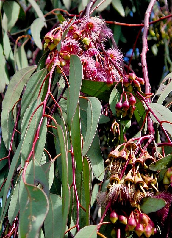 Eucaliytus - Fowers & Leaves