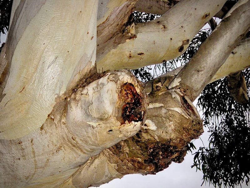 Eucalypt 
