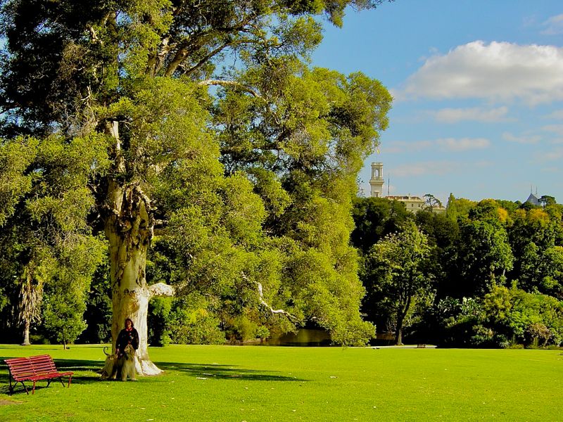 The majestic Eucalyptus