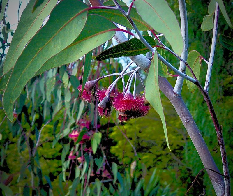 Eucalyptus leaves and flowers