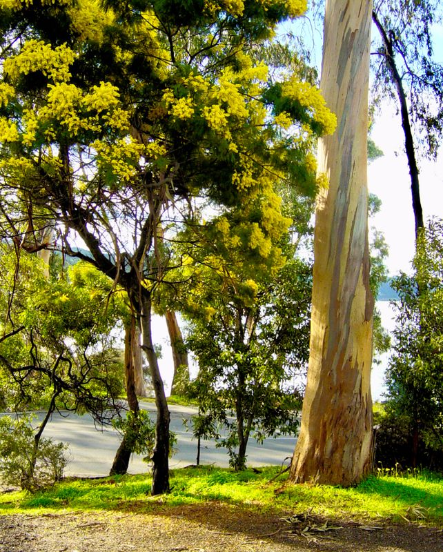 Acacia Goden Wattle tree