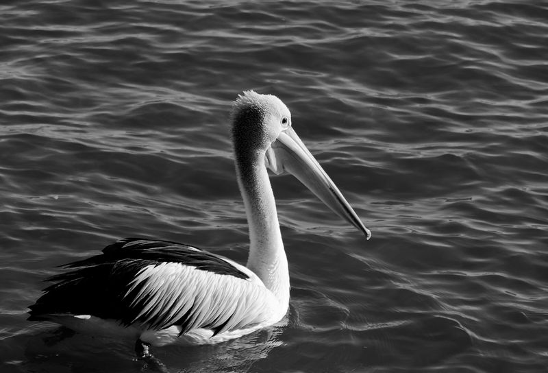 The Pelican