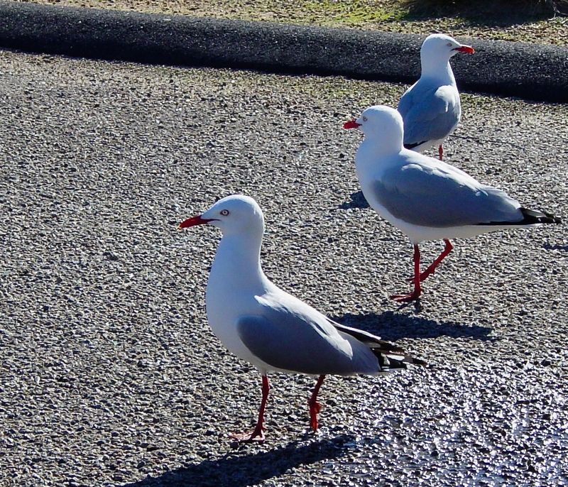 seagulls enjoying the sun
