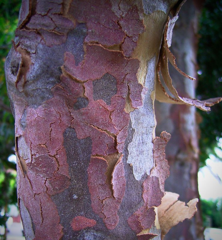 the countless variations of Australian trees bark