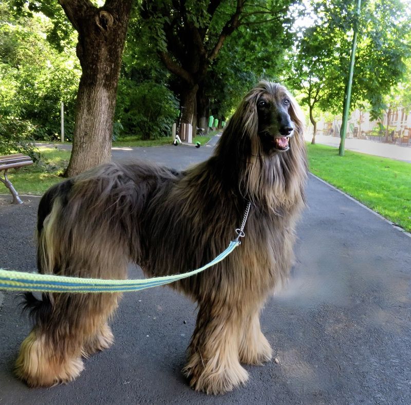 my daily enjoyable walks
