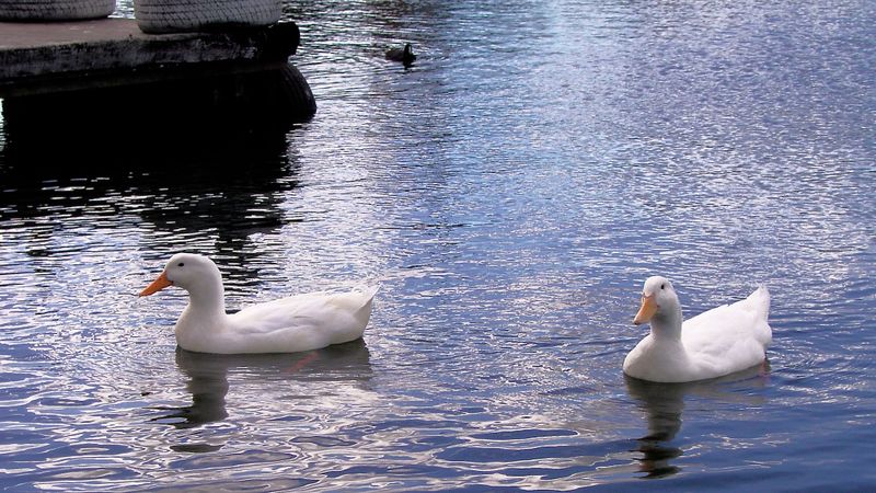 two white friends between black swans