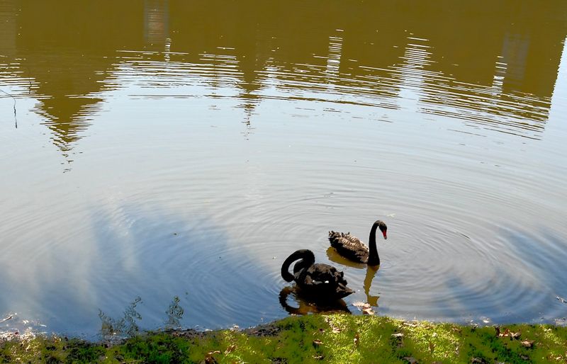 Black Swans in the Fortress Moat