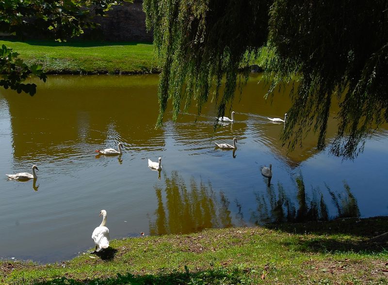 Visiting for a Swim in the Fortress Moat
