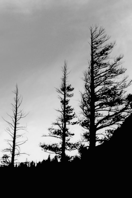 the tree samurai - shaped by the wind
