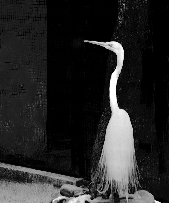 a delicate egret