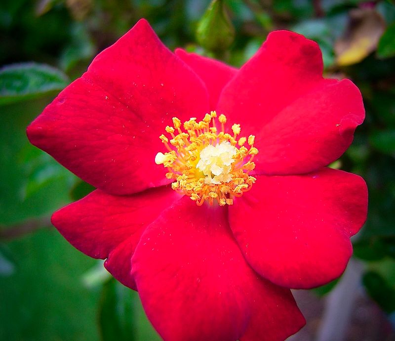  The Back Yard Rose