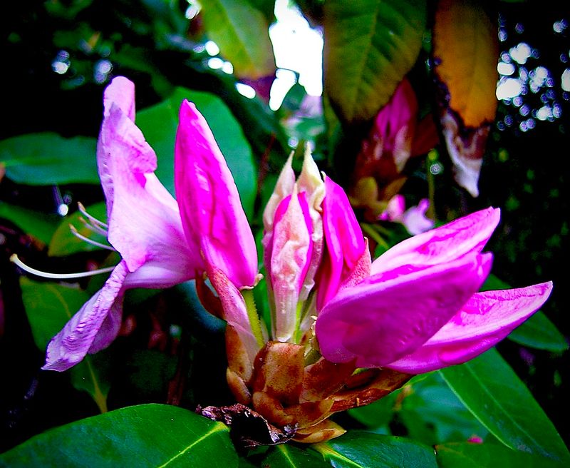 rododendron n full flower front yard