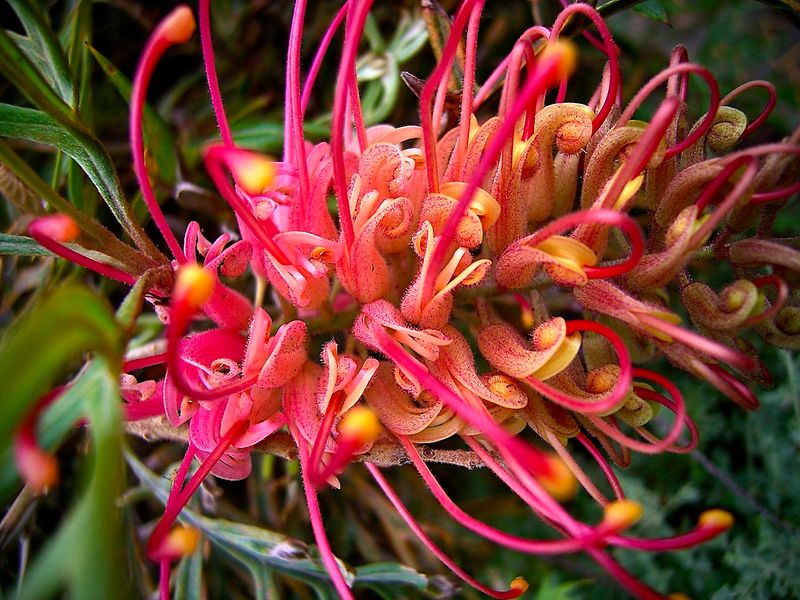 Red Grevillea - The Spider Flower
