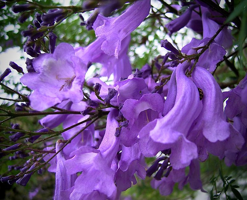 Jacaranda Tree Flowers