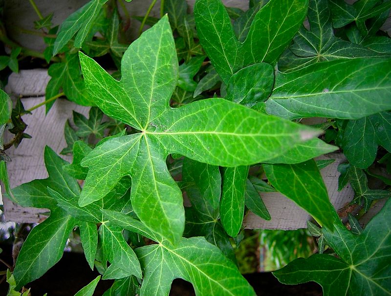 Ivy leaves