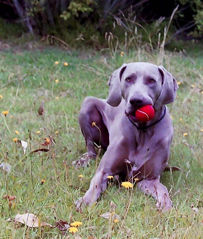 the young Weimaraner 