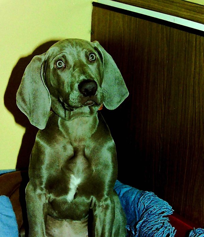 Phoenix six months old