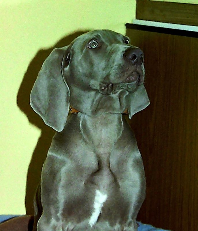 Phoenix six months old