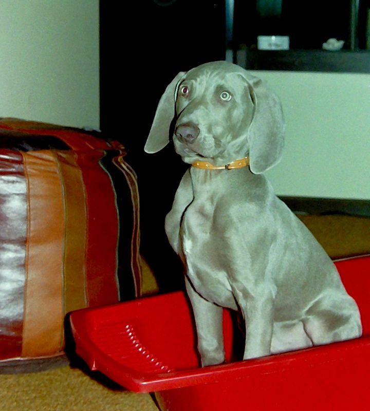 Phoenix six months old