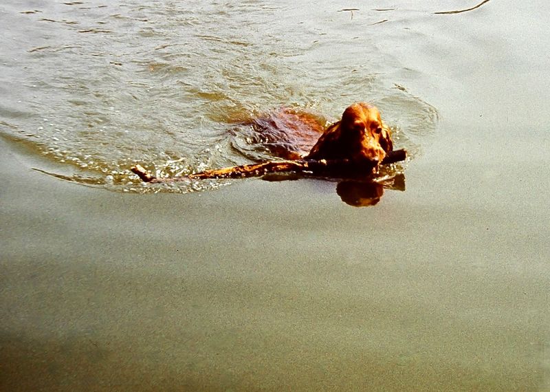 the fantastic retriever astonishing even some hunters