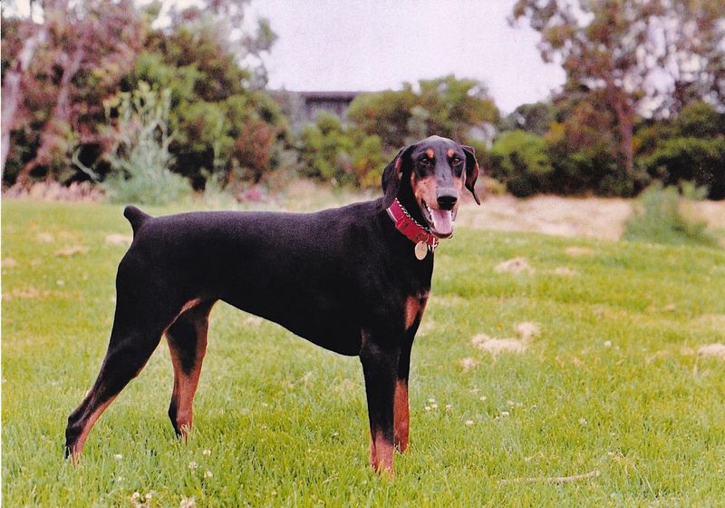 Mystique on playground, the oval Seaford Vic