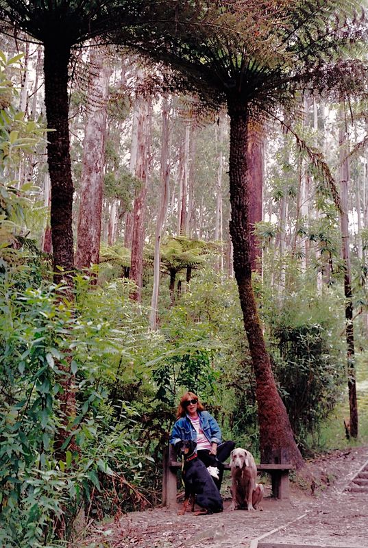 On the climbing stairs to Erskine Falls - Lorne - Vic