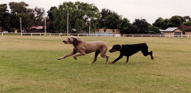 Chasing the very fast Phoenix to get the stick