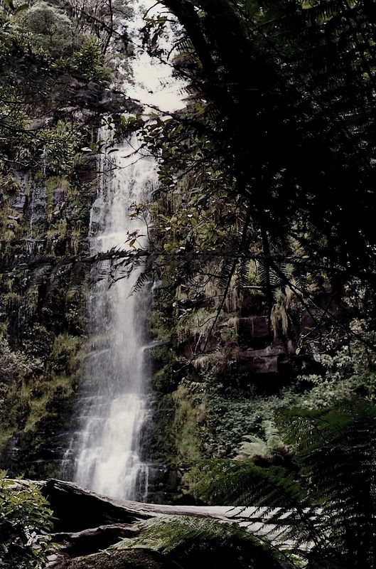 Erskine Falls - a thirty meters cascade