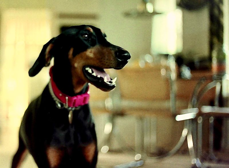Portrait of a brave one year old Doberman