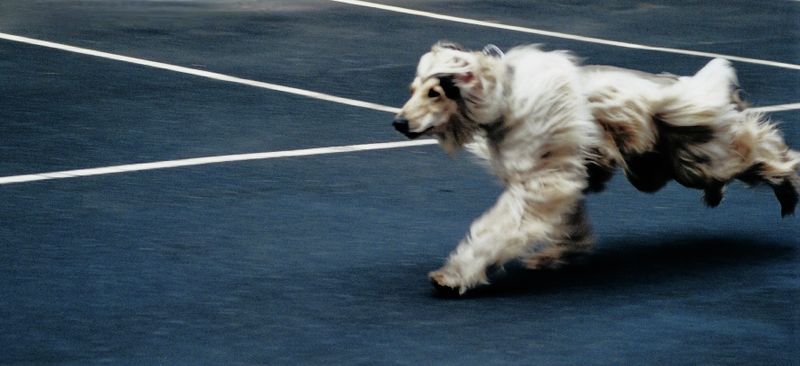 Phoenix running to keep fit in a high fence factory yard