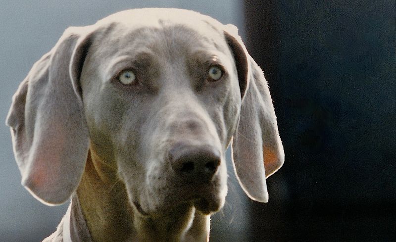 when alone home an excellent watch dog