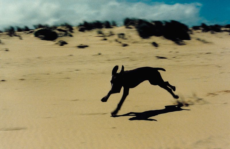 Puppy Phoenix discovering the beach