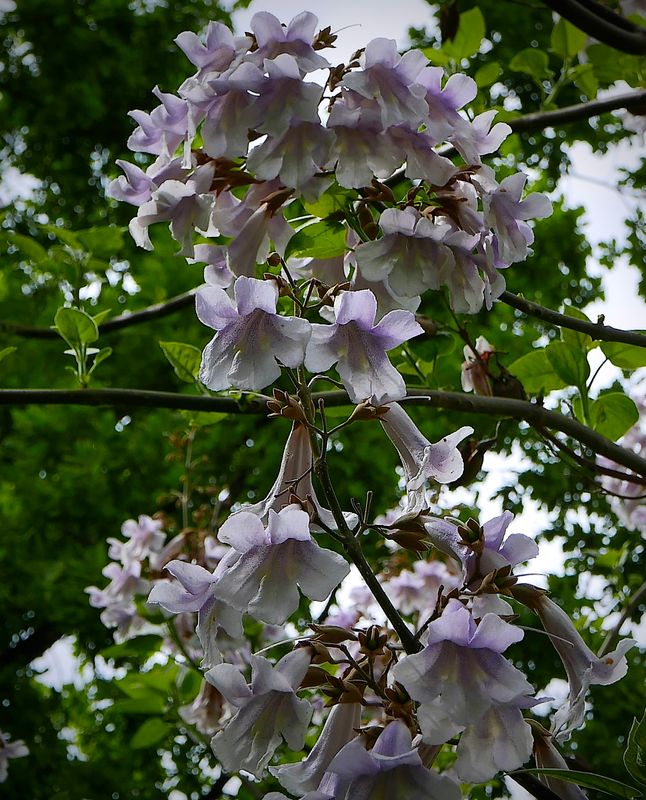 Brazilian rosewood tree flowers