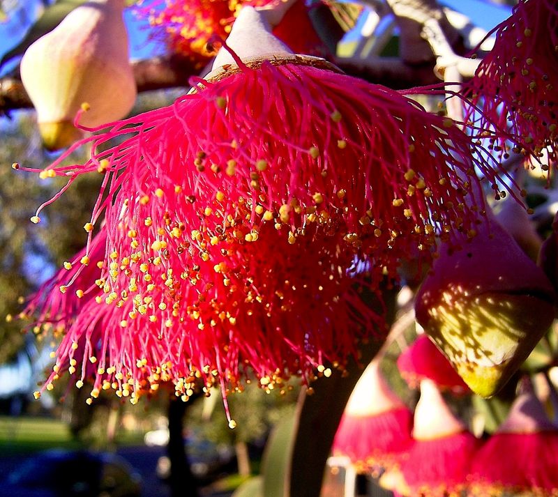 Flowers of Australia