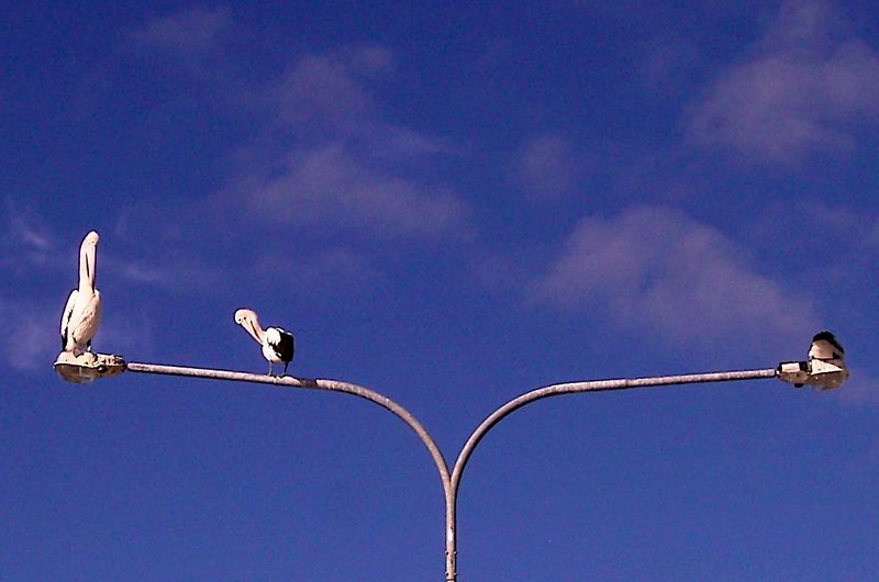 Pelicans sunbathing preferred place 