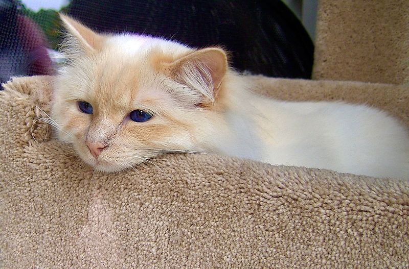 Our Dogs & Parrots and friend's Cats