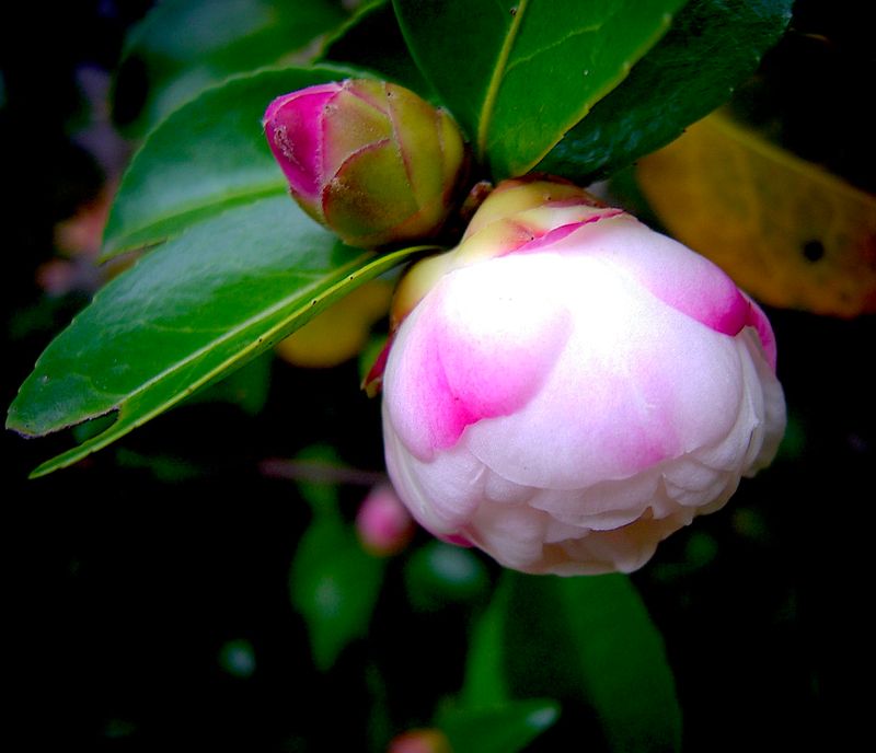 Flowers of Australia
