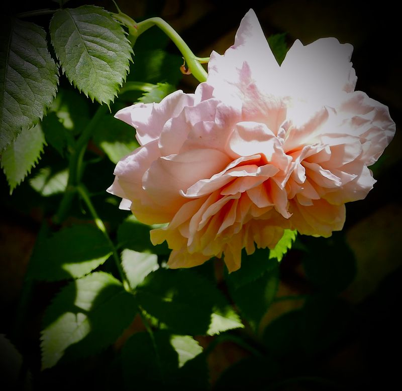 Flowers of Europe