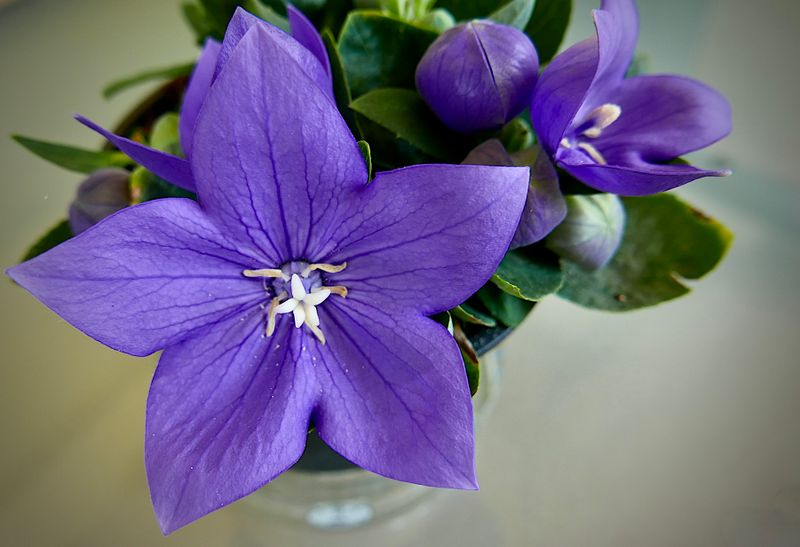 Flowers of Europe