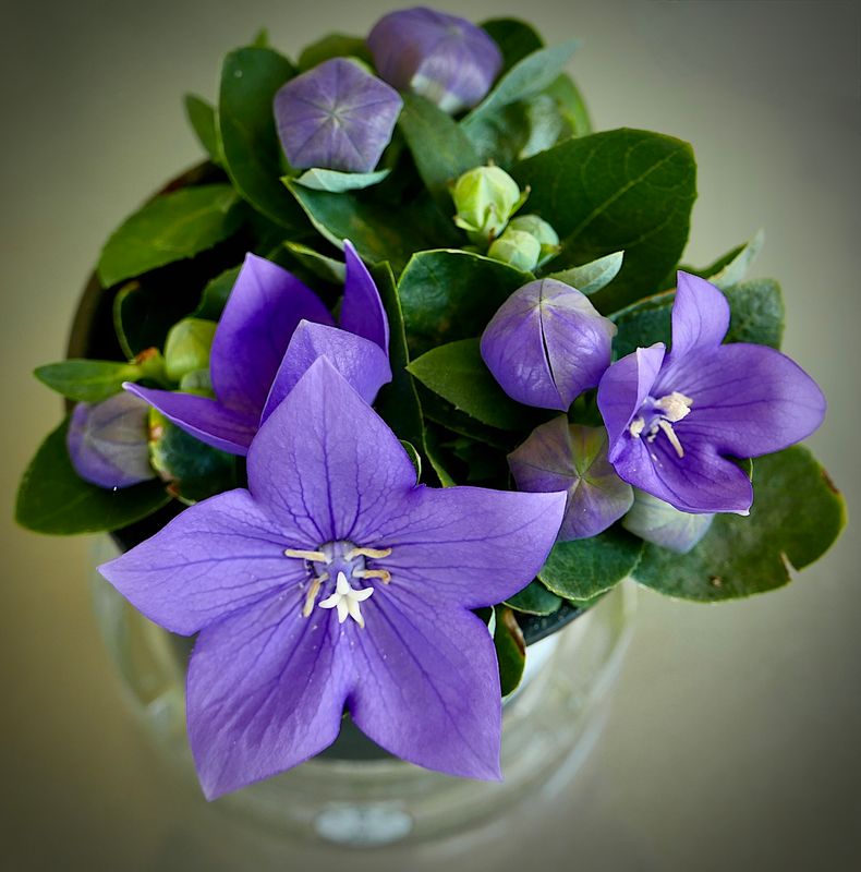 Flowers of Europe