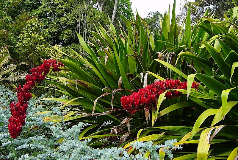 a giant, amazing bunch of red flowers - The Giant Spear Lily -Doryanthes Palmery