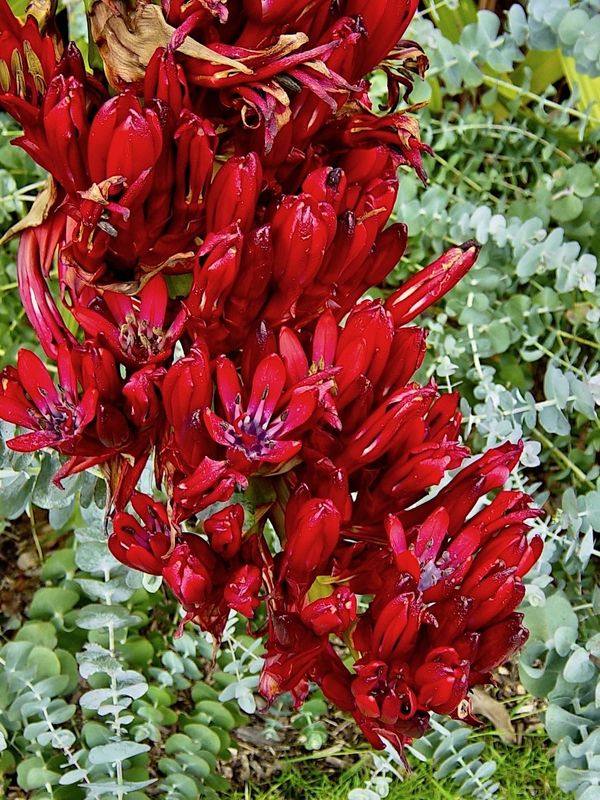 The Giant Spear Lily bunch of flowers